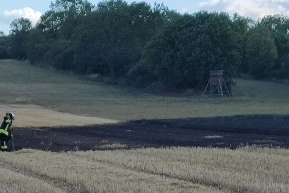 Die Spuren des Feuers waren in dem betroffenen Feld deutlich zu erkennen.