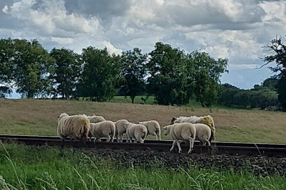 Die Schafe blockierten am Dienstag die Bahnstrecke zwischen Flensburg und Kiel.