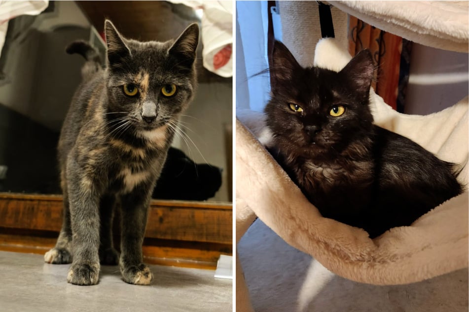 Sissi (l.) und Besen befinden sich weiter in Therapie. Zur Freude von Anke und ihren Mitstreitern befinden sich die beiden aber auf dem Weg der Besserung.