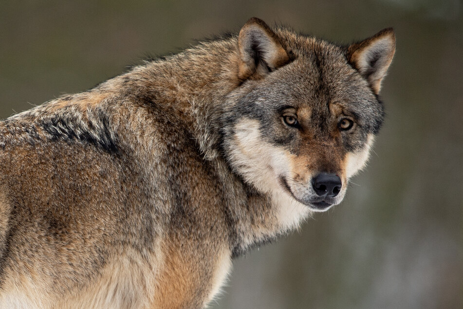 Wölfe: Wolf stirbt nach Zusammenstoß mit Auto