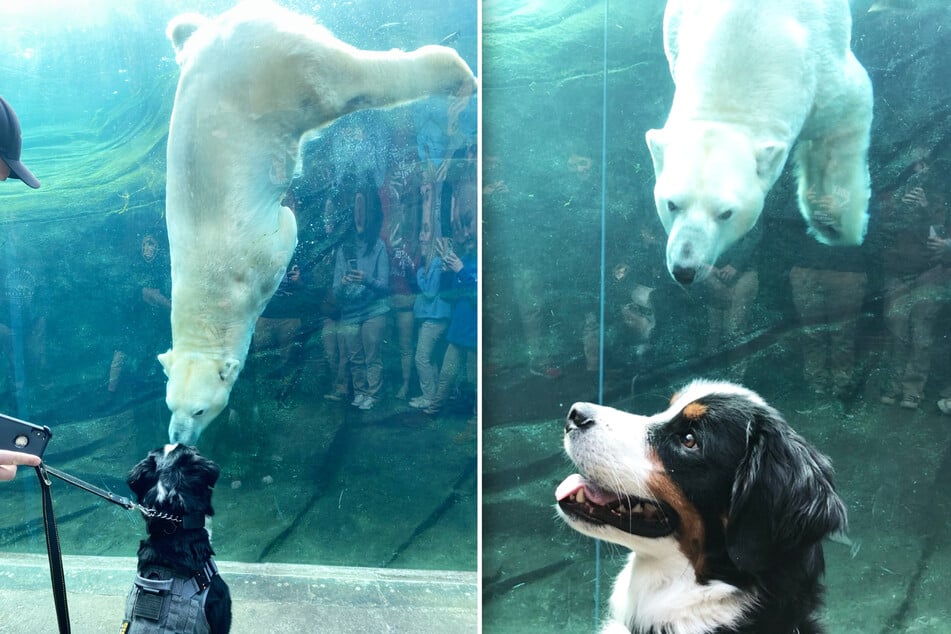 Eisbär-Papa Lee trifft auf einen ungewöhnlich tierischen Zoo-Besucher: Therapie- und Polizeihund Otto.