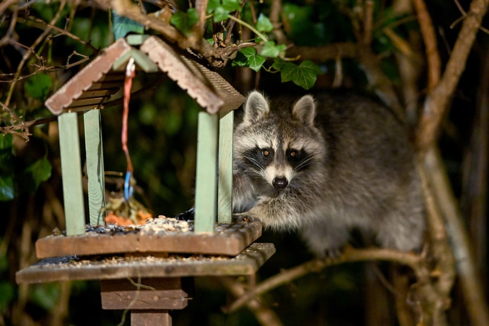 Waschbären plündern unter anderem Vogelnester und Futterplätze der gefiederten Tiere.