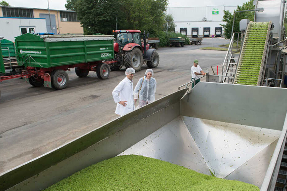Vom Feld direkt in den Frost: Bei der Erbsenproduktion muss es schnell gehen.