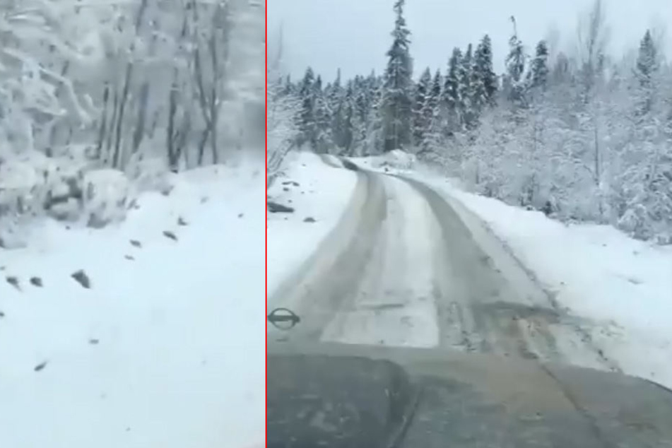 Gleich läuft dem Autofahrer etwas über den Weg ...