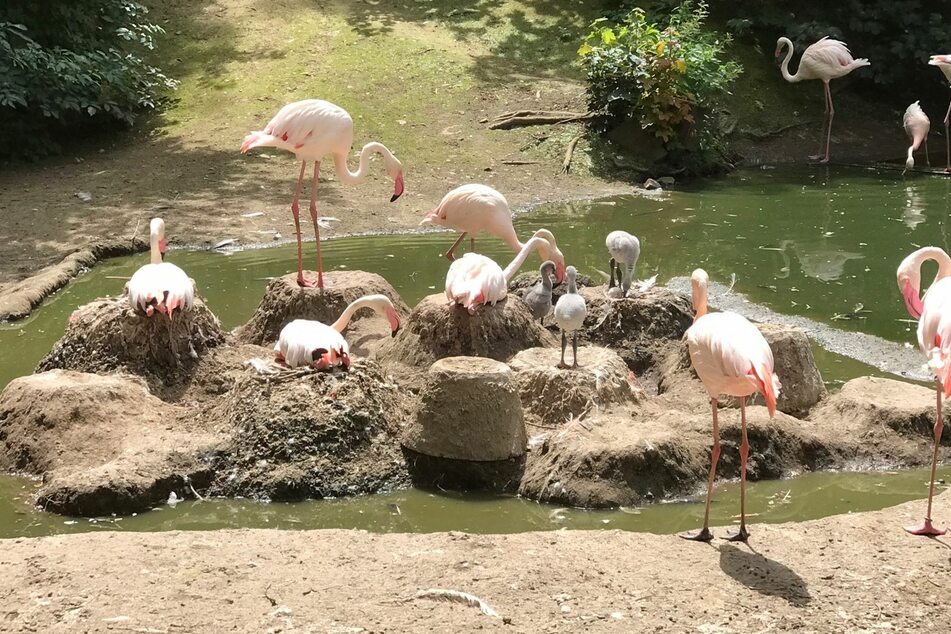Bereits drei Küken sind bei den Flamingos geschlüpft.