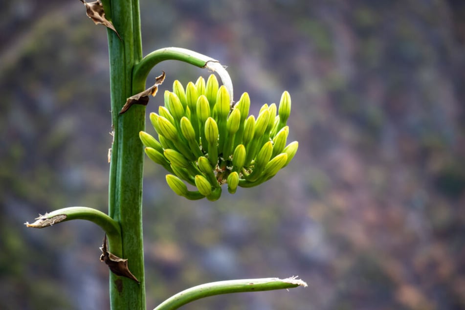 Die Blüte der Agave.