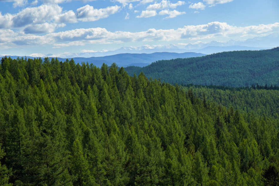 Aus einem Wald im Landkreis Mansfeld-Südharz verschwanden 25 Bäume. (Symbolbild)