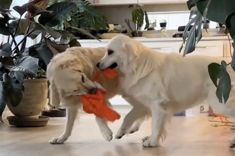 Heute ist Leo dank Golden-Retriever-Bruder Louie wie ausgewechselt.