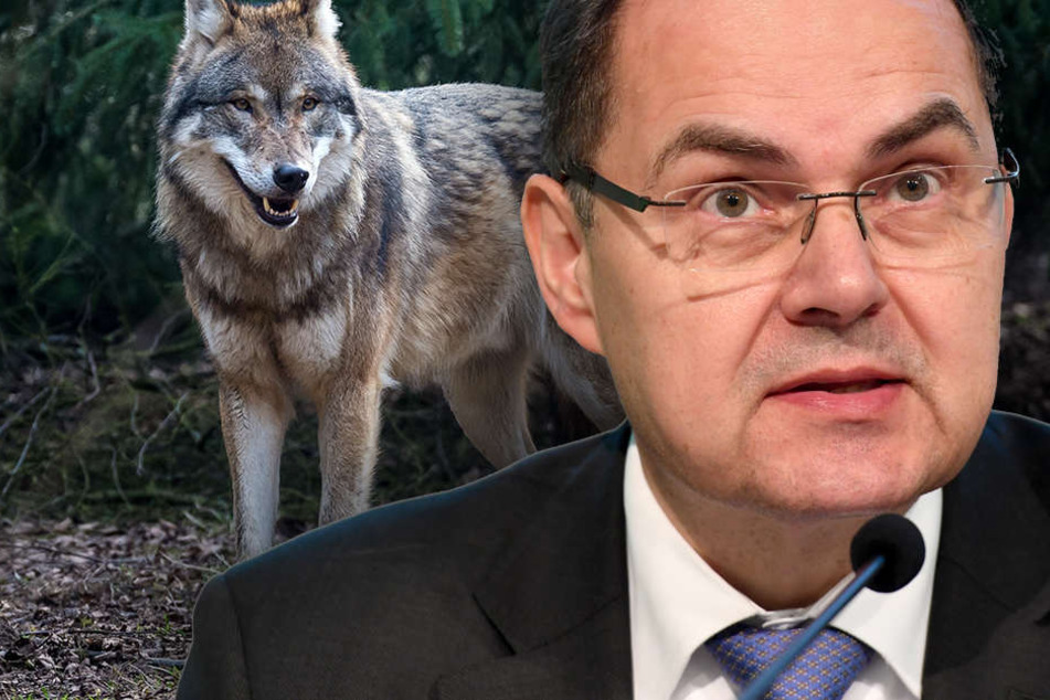 Unmissverständlich machte Schmidt klar, dass die Zeit drängt und der Wolf sich weiter ausbreitet. (Bildmontage).