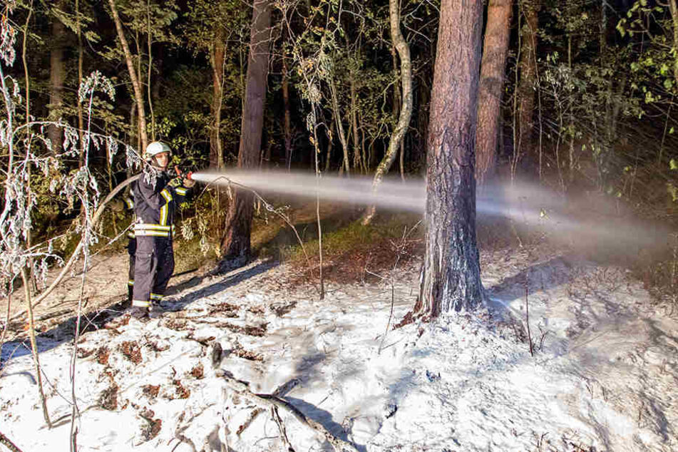 Bei Schneeberg mussten Feuerwehren am Sonntagabend 150 Quadratmeter Waldfläche löschen. Die Brandursache ist noch ungeklärt.