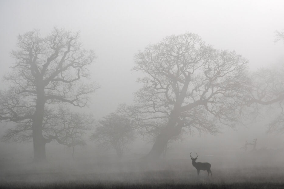 Ein Hirsch steht im Nebel. (Symbolbild)