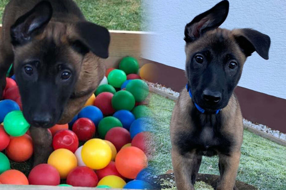 Der neue Diensthund "Joker" der Polizei Köln wird noch spielerisch ausgebildet.