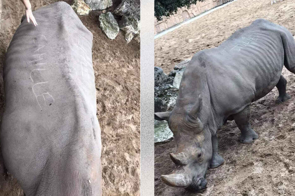 Deutlich zu sehen auf dem Rücken des Nashorns: "Camille" und "Julien".