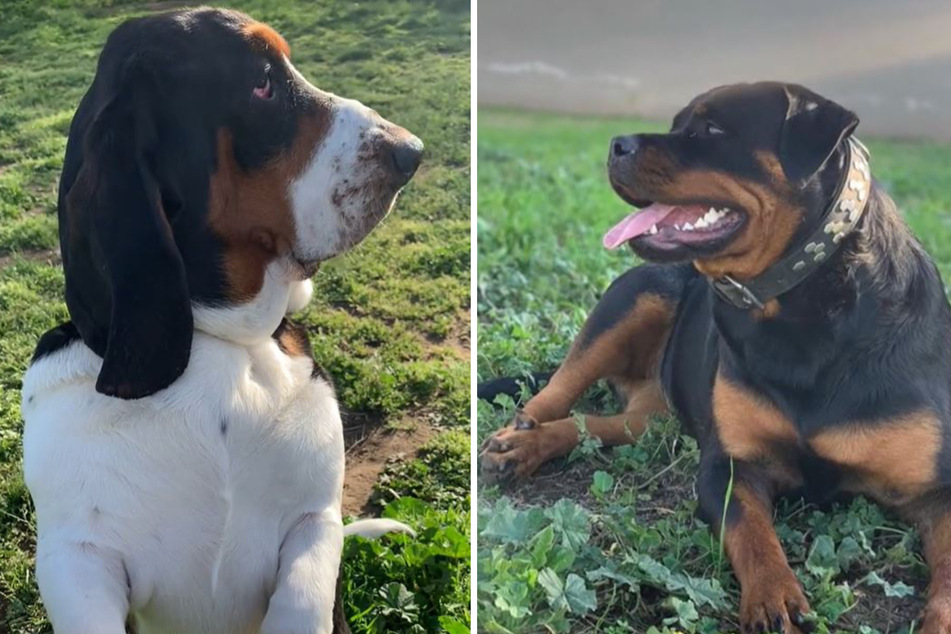 This Rottweiler and Basset Hound got together to make a litter of super cute puppies.