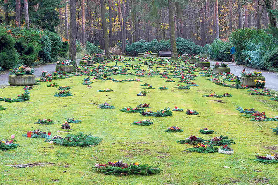 Die Nachfrage nach Baumgräbern
steigt. Zurzeit arbeitet
der Heidefriedhof an
einer Erweiterungsfläche
mit 100 Bäumen.