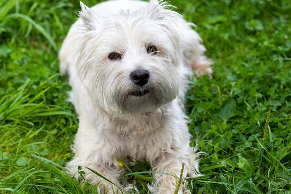 So gesund und munter, wie dieser West Highland White Terrier, wird Muffin nie mehr aussehen (Symbolbild).