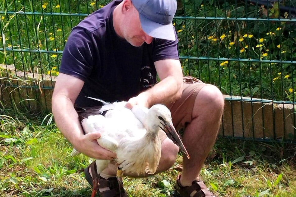 Karsten Peterlein barg den verletzten Storch.