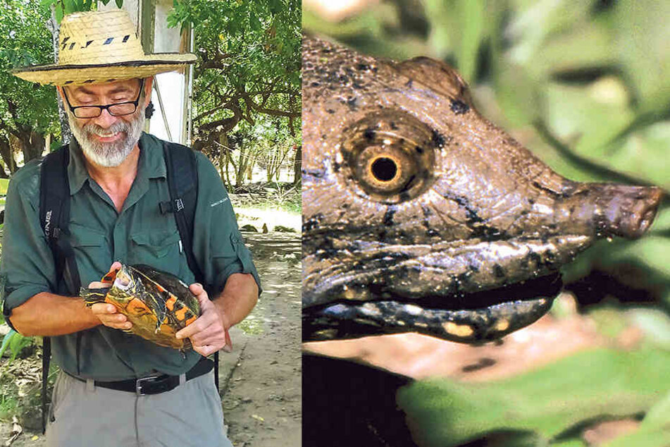 Der Schildkröten-Experte Professor Uwe Fritz von den Senckenberg Naturhistorischen Sammlungen Dresden beschrieb jetzt erstmals eine neue Art.
