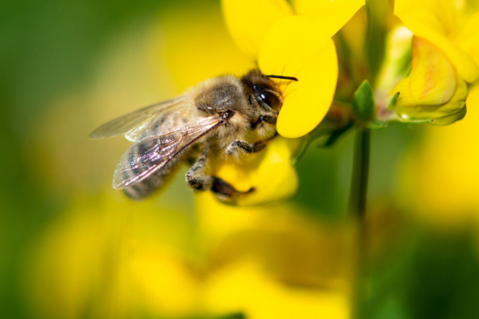 Eine Biene auf einer Blüte.