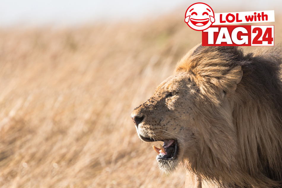 Today's Joke of the Day will make you roar with the sillies.