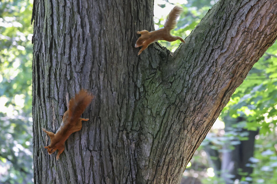 Eichhörnchen können nicht nur auf Bäumen herumklettern und Nüsse sammeln, sie können auch Polizeiarbeit übernehmen.