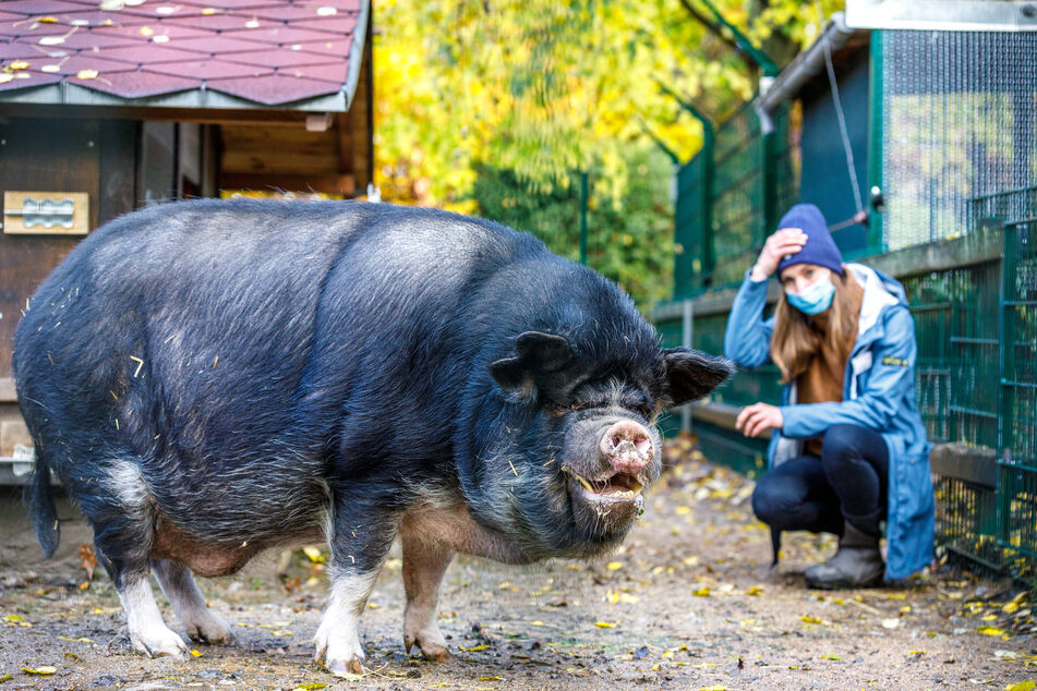 Schwein Bruno bringt so manchen Patienten zum Lachen und somit auf andere Gedanken.