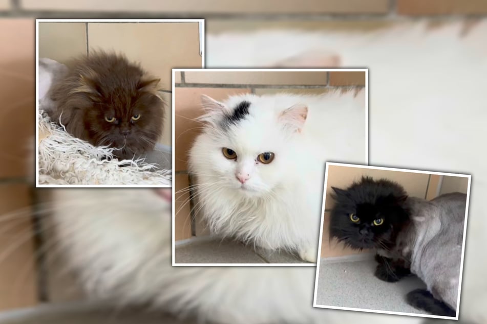 Die süßen Kater mussten wegen schlechter Haltung weggenommen werden.