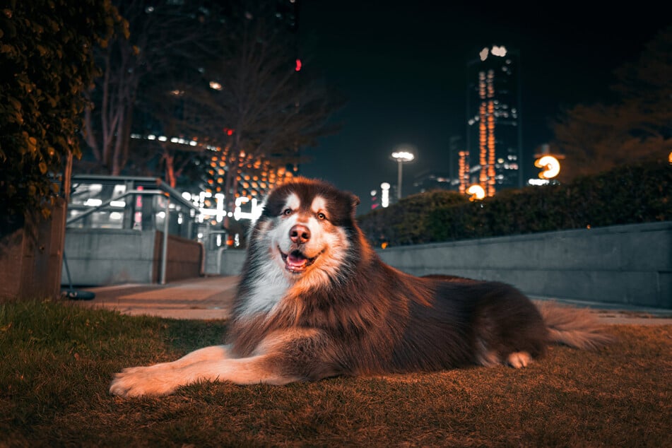 Alaskan malamutes are relatively unknown dogs, but incredibly big and fluffy.