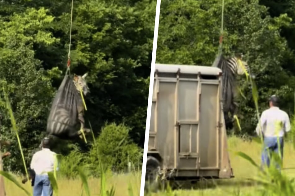 Bereit machen zur Landung! Sanft setzte der Helikopter Ed direkt neben einem Anhänger ab. Jetzt wird er seinen Zebra-Freunden einiges zu erzählen haben.