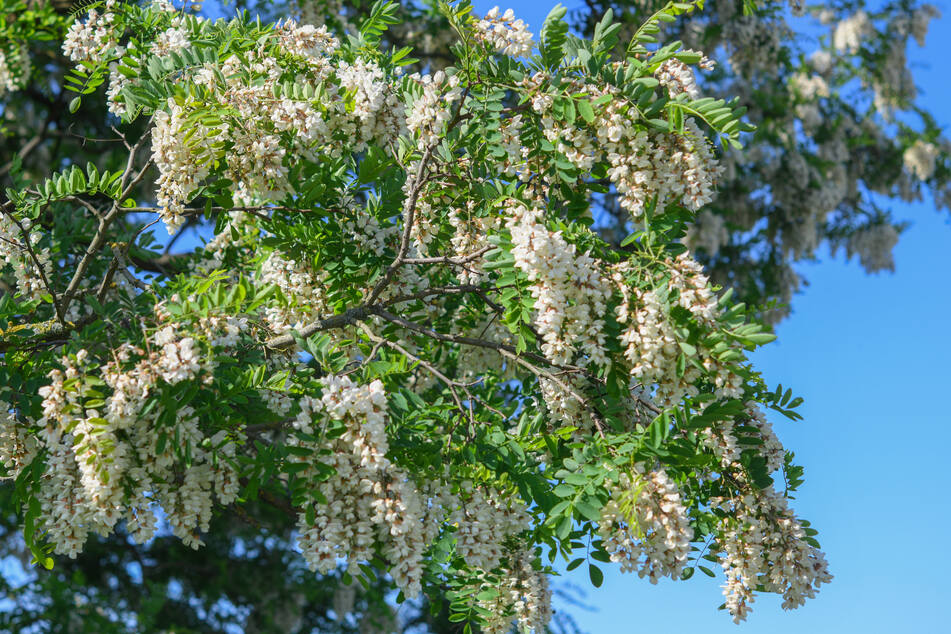 Eine Gewöhnliche Robinie steht in voller Blüte. (Symbolbild)