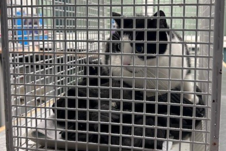 Die süße Katze saß ganz alleine im Zug und fuhr Richtung Hamburg. Bundespolizisten fingen den Vierbeiner ein.