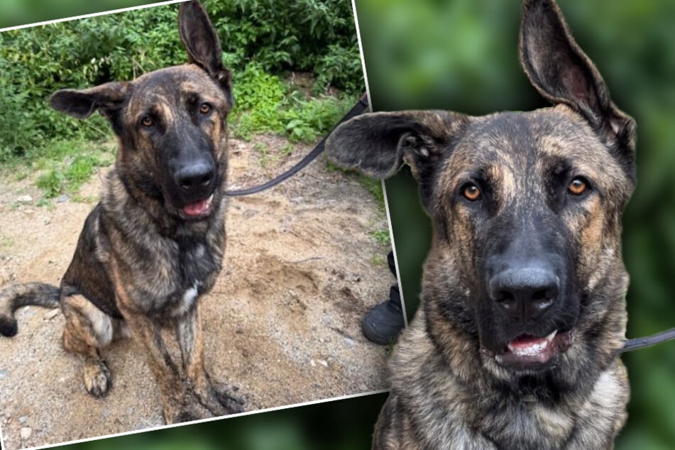 Rescatista de animales totalmente enamorado de un cachorro: “Gigante bebé” quiere regalar su gran corazón