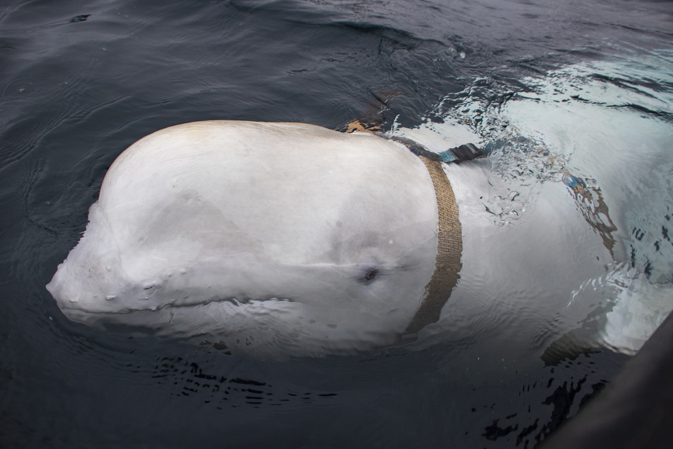 Mit einem Kamera-Geschirr wurde "Hvaldimir" im Jahr 2019 vor der Küste Norwegens entdeckt. (Archivbild)