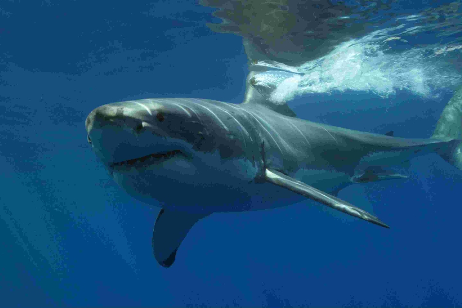 The Great White Shark strikes fear into any swimmer, especially with that strong bite!