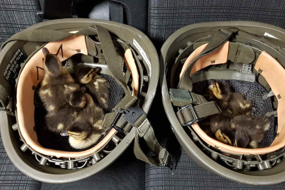 In ihren Helmen brachten die Bundespolizisten die Enten unter.