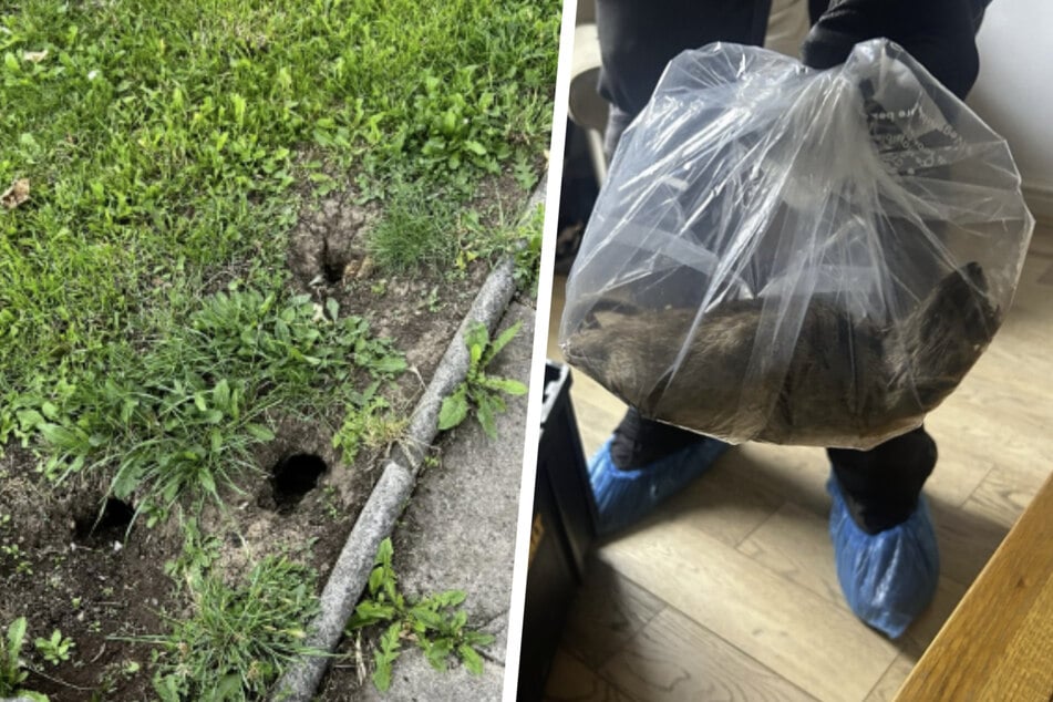 Größte Ratte in der Landesgeschichte: Monster-Nager terrorisiert Hausbesitzer