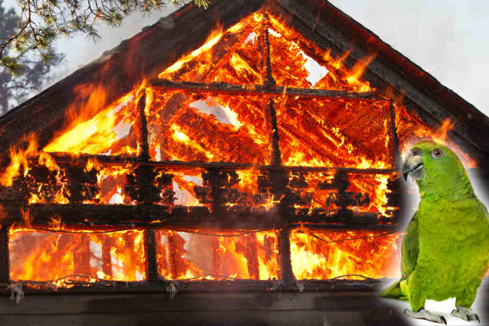 "Ein wahrer Held": Papagei Louie stirbt, nachdem er Familie vor Feuer gerettet hat