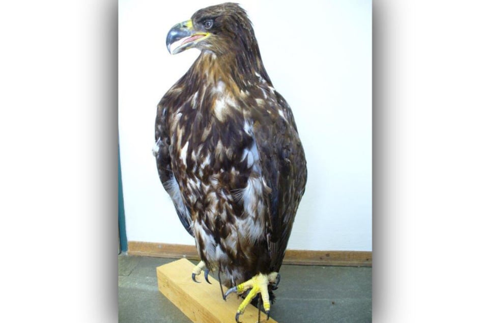 Der Adler wurde vom Zoll beschlagnahmt, weil keine ausreichenden Papiere beigelegt waren.