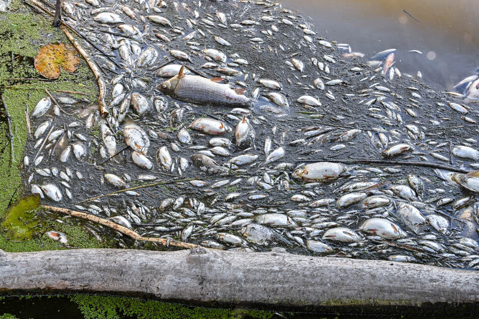 Augenzeugen berichten, dass die vielen toten Fische bereits einen Geruch von Verwesung verbreiten.