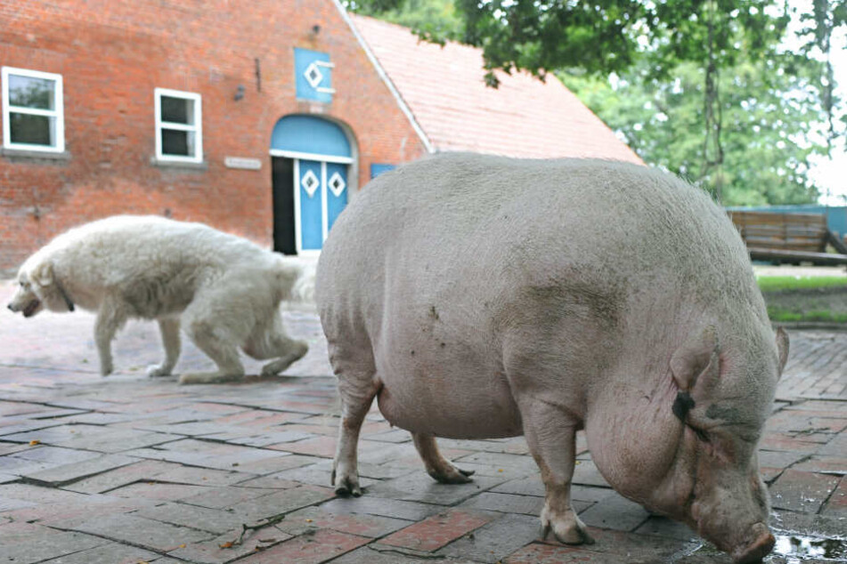 Das Tier wurde erstmal bei einem Landwirt untergebracht. (Symbolbild)