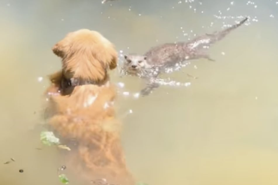 Der Wassermarder scheint als Haustier bei der Anwohnerin zu leben und ist deshalb derart zahm geworden.