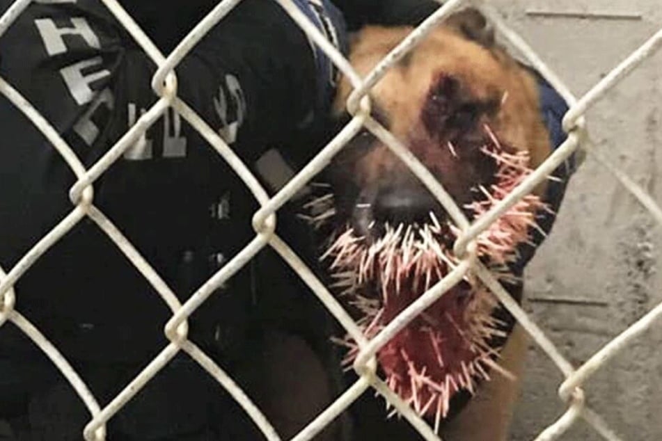 Hund oder Stachelschwein? Odin war für kurze Zeit nahezu beides...