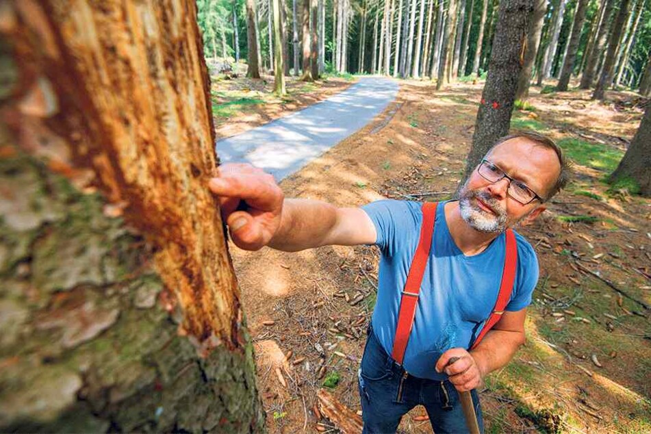 Revierförster Torsten Kripfgans zeigt die Schäden unter der Rinde. Der Borkenkäferbefall bedeutet ein flächendeckendes Drama für Sachsens Wälder.