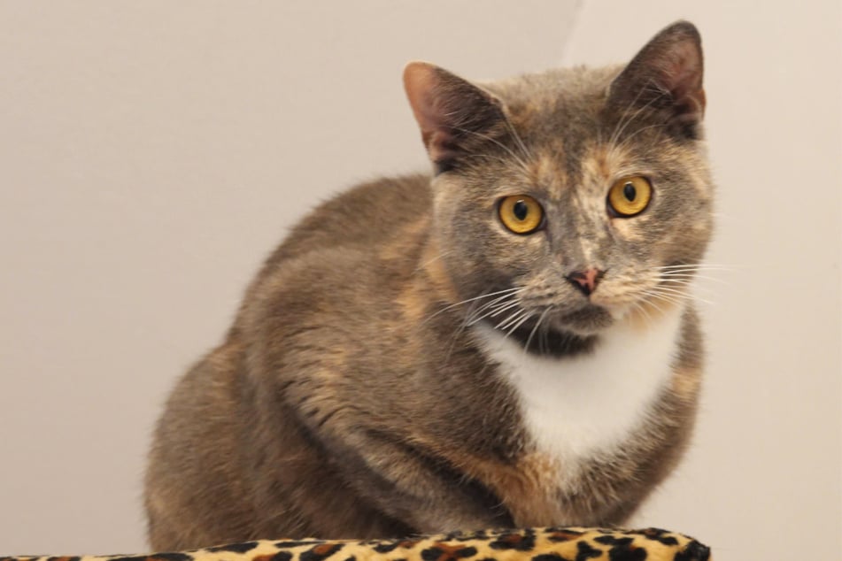 Gwyneth wartet derzeit im Tierheim auf ihr Happy End. Wer will der wunderschönen Katzendame sein Herz und ein Zuhause schenken?