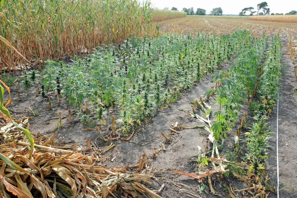 Illegale Cannabis-Plantage gefunden: Die Polizei sucht Zeugen