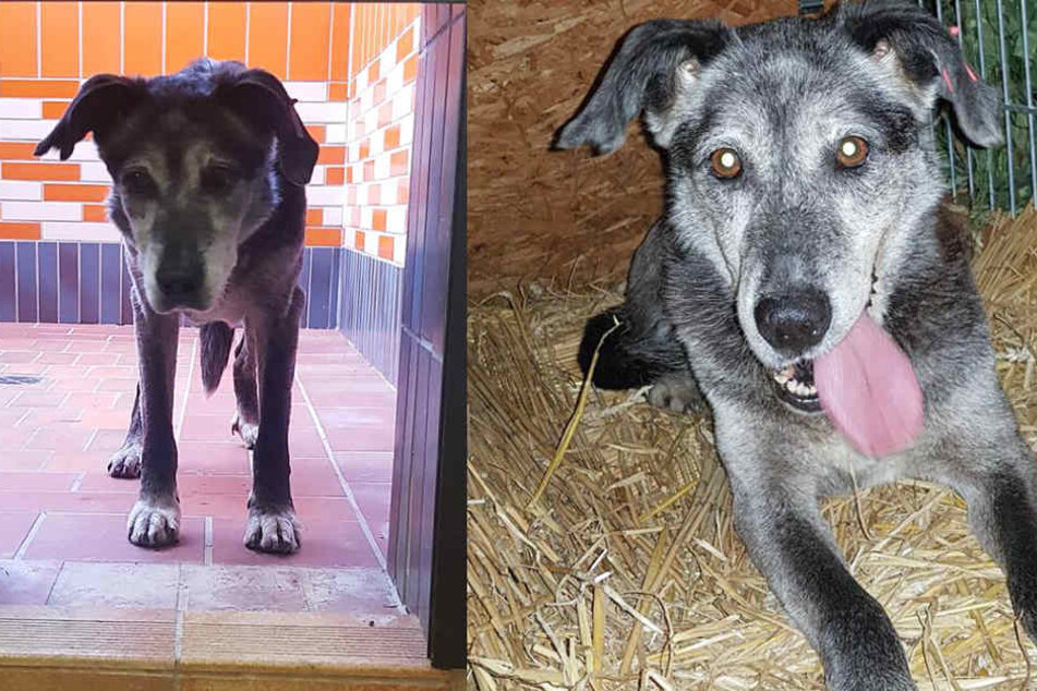 Dieser niedliche Hund ist das Phantom von der A5.