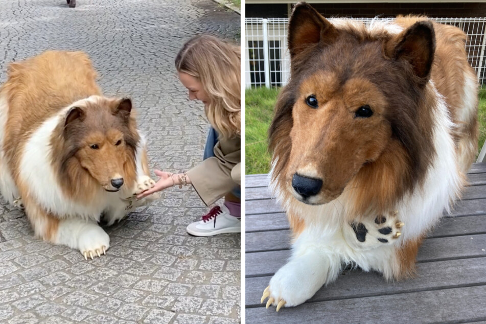 "Menschlicher Collie" hat neuen verrückten Traum: Vom Hund zum ...?