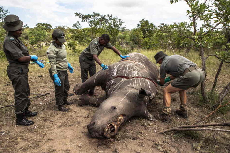 Arbeiter der Ermittlungsstelle für Umweltkriminalität von den SANParks führen im Kruger National Park Skukuza eine Untersuchung an einem Nashorn durch, das wegen seiner Hörner getötet wurde.
