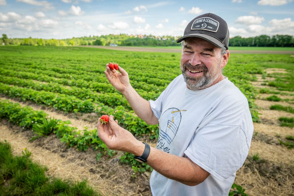 Die Ernte auf den Feldern von Familie Funck verzögert sich etwas. Erste Erdbeeren hält Harald Funck (60) jedoch bereits in den Händen.