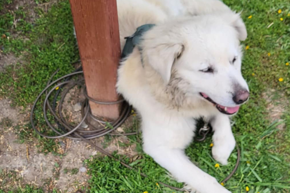 Poor Hercules had been tied to the mailbox at the couple's house.